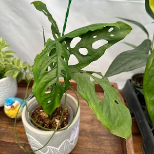 Rare Monstera Obliqua Peru full rooted in 4 inch pot. Exact plant pictured in a 6 inches Pot!