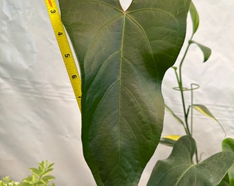 Anthurium Magnificent ‘Gigi’ inverse Crossing in a 4 inches Pot!