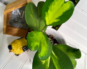 Hoya Kerrii albomarginata (inner variegation)