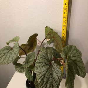 Begonia SinbadPink Ángel wings Rooted. image 2