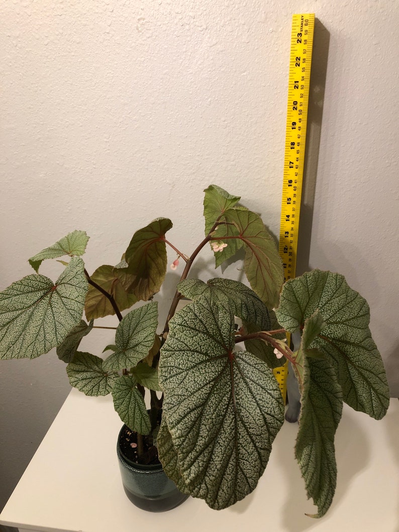 Begonia SinbadPink Ángel wings Rooted. image 2