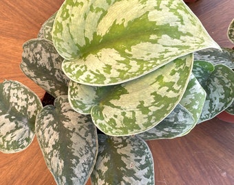 Grandes feuilles de Scindapsus Pictus « Exotica Siver Satin » ! Pots de 4 po.