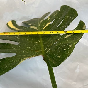 Big Monstera Thai Constellation Full Rooted in a gallon clear pot Stable beautiful variegation Exact plant image 1