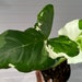 see more listings in the Alocasia section