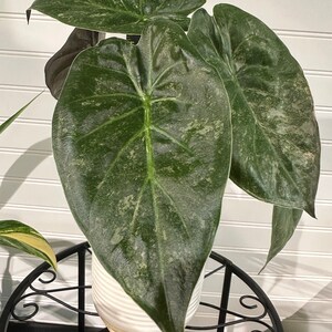 Big Alocasia wentii variegated!