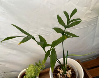 Monstera Subpinnata, rooted in a 6 inches pot! Exact plant pictured!