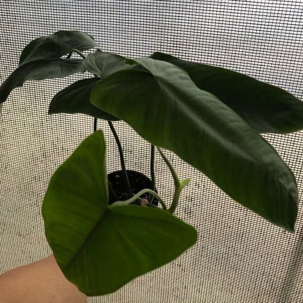 Philodendron Sharoniae.