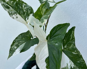 Syngonium albo panaché dans un pot de 4 pouces. 5 feuilles panachées ! Belle panachure !