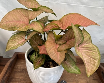 May include: A Syngonium plant with pink and green leaves in a white textured pot. A small, colorful bluebird figurine sits on a wooden tray next to the plant. The plant has large, heart-shaped leaves.