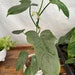 see more listings in the Philodendron section