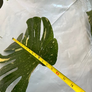 Big Monstera Thai Constellation Full Rooted in a gallon clear pot Stable beautiful variegation Exact plant image 2