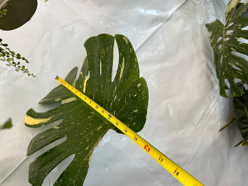 Big Monstera Thai Constellation Full Rooted in a gallon clear pot Stable beautiful variegation Exact plant image 2