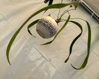 Anthurium Friedrichsthalii! Exact plant pictured!