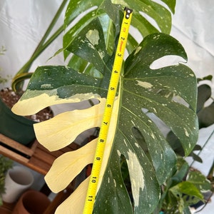 Big Monstera Thai Constellation Full Rooted in a gallon clear pot Stable beautiful variegation Exact plant image 4