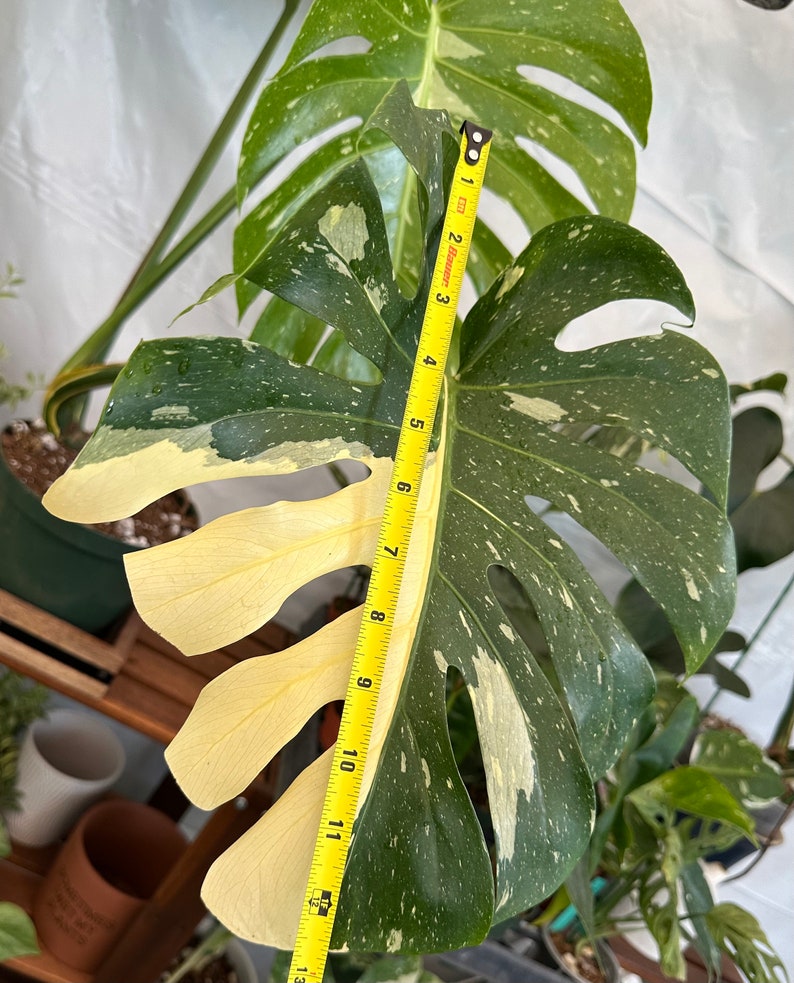 Big Monstera Thai Constellation Full Rooted in a gallon clear pot Stable beautiful variegation Exact plant image 4