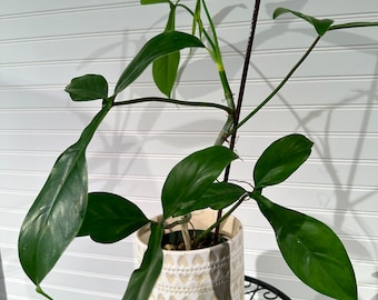 Philodendron 69686 full rooted!