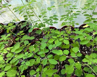 May include: Overhead shot of several small potted plants with vibrant green leaves. The plants are arranged in rows, with each pot filled with dark soil. The leaves are a bright, healthy green, suggesting they are thriving. The image is well-lit, highlighting the details of the plants.