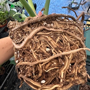 Big Monstera Thai Constellation Full Rooted in a gallon clear pot Stable beautiful variegation Exact plant image 7