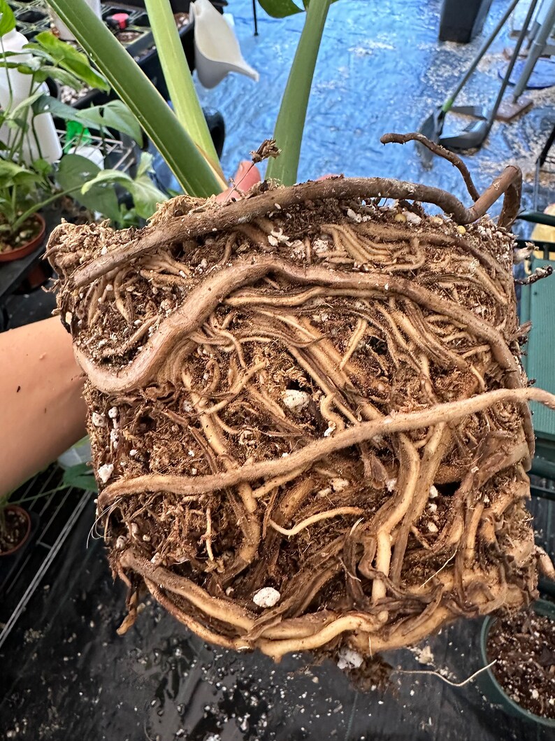 Big Monstera Thai Constellation Full Rooted in a gallon clear pot Stable beautiful variegation Exact plant image 7