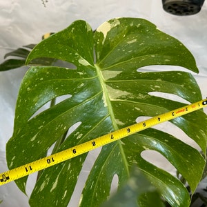 Big Monstera Thai Constellation Full Rooted in a gallon clear pot Stable beautiful variegation Exact plant image 6