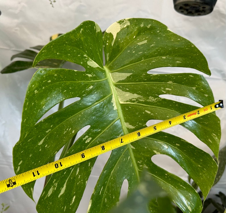 Big Monstera Thai Constellation Full Rooted in a gallon clear pot Stable beautiful variegation Exact plant image 6