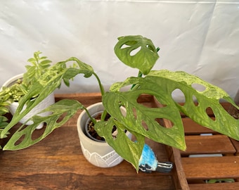 Monstera Adansonii variegated mint giant leaves!  aka Indonesia variegated!