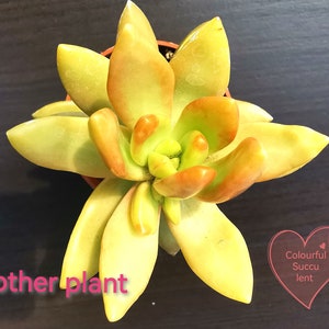 2xleaf Sedum Nussbaumeranium | yellow and orange succulent | very rare succulent | collectors succulent | rare succulent | yellow succulent