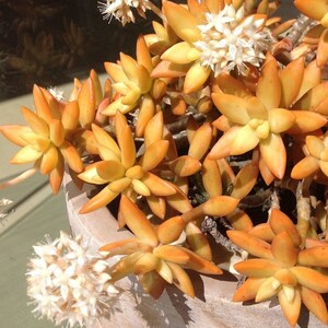 Sedum Nussbaumeranium rooted cutting | nut yellow succulent | rare succulent | live succulent | succulent with roots | collectors plant