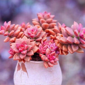 Graptosedum California Sunset rooted cutting | Red and pink succulent |succulent with roots