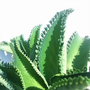 May include: Close-up of a green succulent plant with large, flat leaves. The edges of the leaves are lined with small plantlets. The plant is set against a bright white background, highlighting its vibrant colour and unique texture.