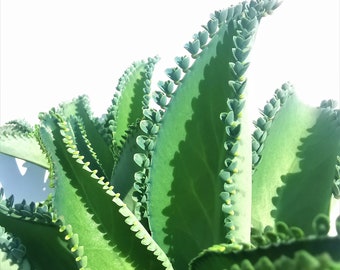 Mother of Thousands 5 kleine plantjes Kalanchoë daigremontianum Devils Backbone Alligatorplant | baby vetplant | verzamelaars vetplant