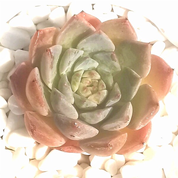 Echeveria Amazing Grace | pink succulent | korean imported hybrid | very rare succulent | collectors succulent | live succulent