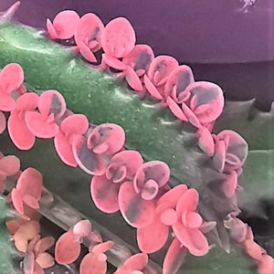 10x Kalanchoe Pink Butterflies | 10 tiny plantlets Pink Mother of Thousands  | pink succulent | very rare succulent | collectors succulent