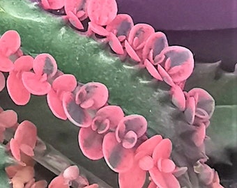 10 x Kalanchoëroze vlinders | 10 kleine plantjes Pink Mother of Thousands | roze vetplant | zeer zeldzame vetplant | verzamelaars vetplant
