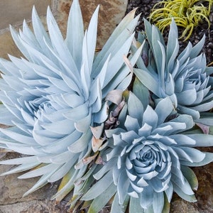 Dudleya Brittoni | silver blue succulent | very rare succulent | collectors succulent | live succulent with roots