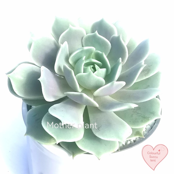 2xleaf Echeveria Lola | pink and silver succulent | rare succulent | collectors succulent | rare succulent | colourful succulent