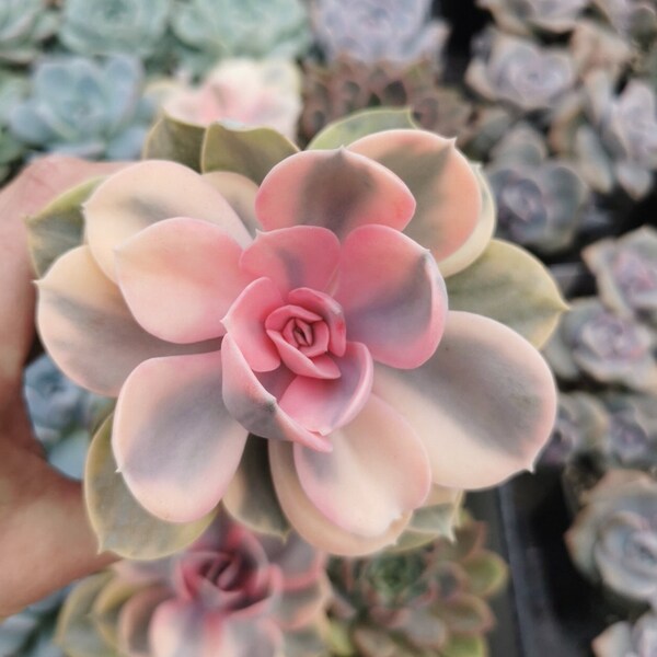 Arc-en-ciel d'Echeveria | succulente panachée | succulente rose | succulente très rare | succulentes de collection | succulentes vivantes avec des racines