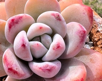 Echeveria Star Snow Candy / succulenta rosa e arancione / ibrido importato coreano / succulenta molto rara / succulenta da collezione / succulenta viva