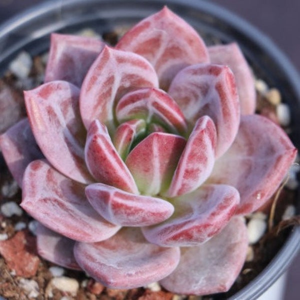 Echeveria Pink Champagne | pink succulent | very rare succulent | collectors succulent | live succulent with roots