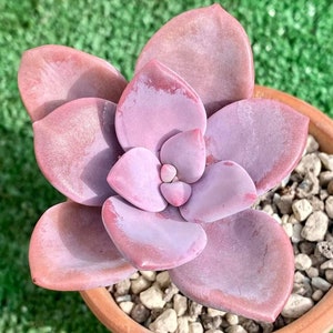 赤紫色の多肉植物 青い鉢付き*2 赤紫色の多肉植物 青い鉢付き*2 赤紫色の多肉植物 青い