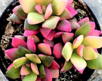 Anacampseros Sunrise var. | Pink Anacampseros Telephiastrum variegata | very rare succulent | collectors succulent | succulent with roots