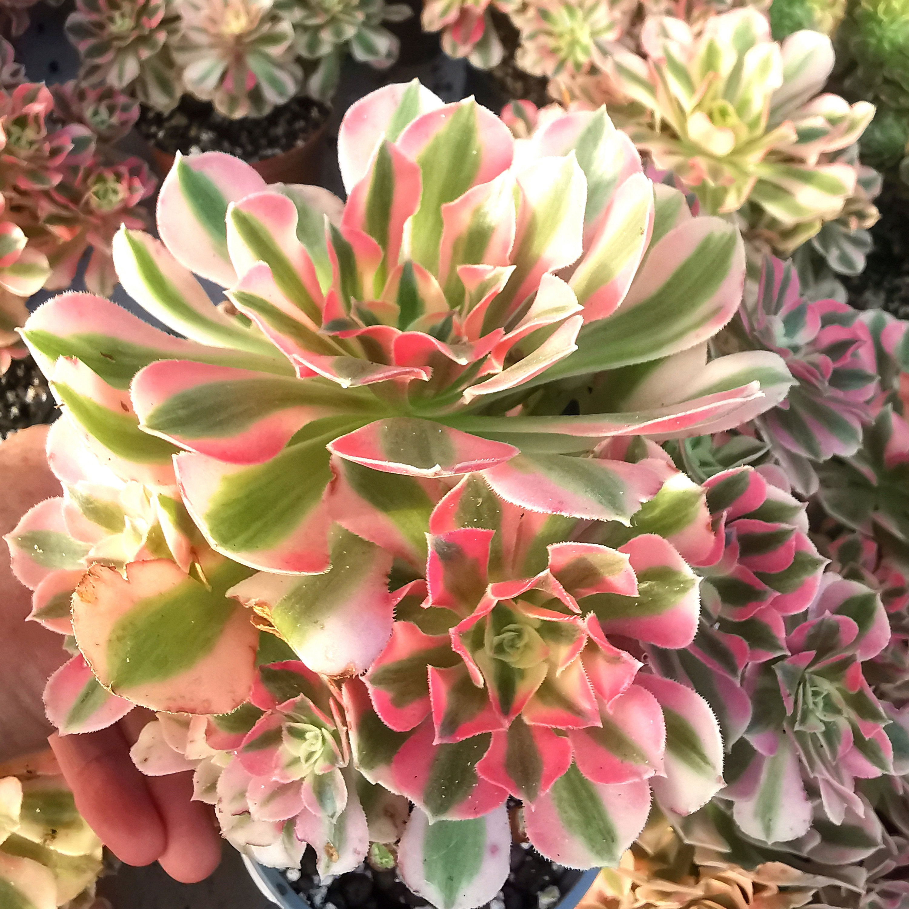 Aeonium pink witch - Etsy 日本