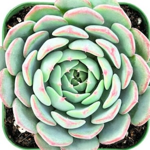 Echeveria Minima | very rare succulent | collectors succulent | succulent with roots