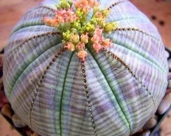 Pianta da baseball Euphorbia Obesa / succulenta rara / succulenta viva con radici