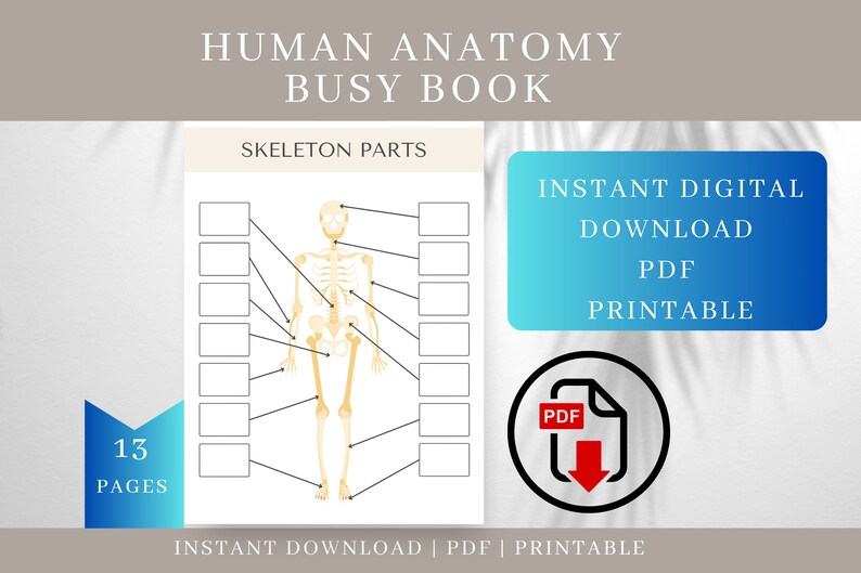 Human Body Anatomy Study Guide Anatomy Notes Montessori - Etsy