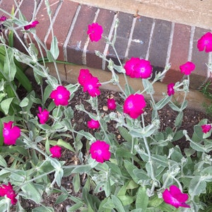 2 Large Rose Campion Plants - With 30 Rose Campion seed. Beautiful hot pink flower