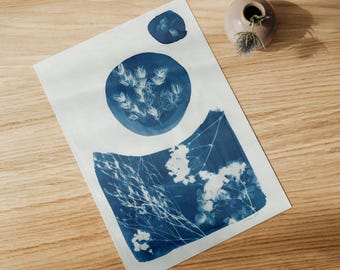 Original cyanotype, dried flowers, A4 format