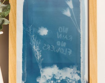 Original cyanotype, dried flowers, A4 format