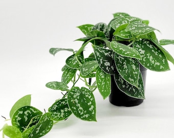 4&quot; Satin Pothos • Silver Spotted Philodendron Live Plant • Scindapsus Pictus • Trailing Plants • Vine Plant • Tropical Climbing House Plant