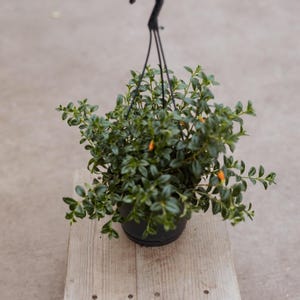May include: A hanging plant with dark green leaves and small orange flowers in a black pot.
